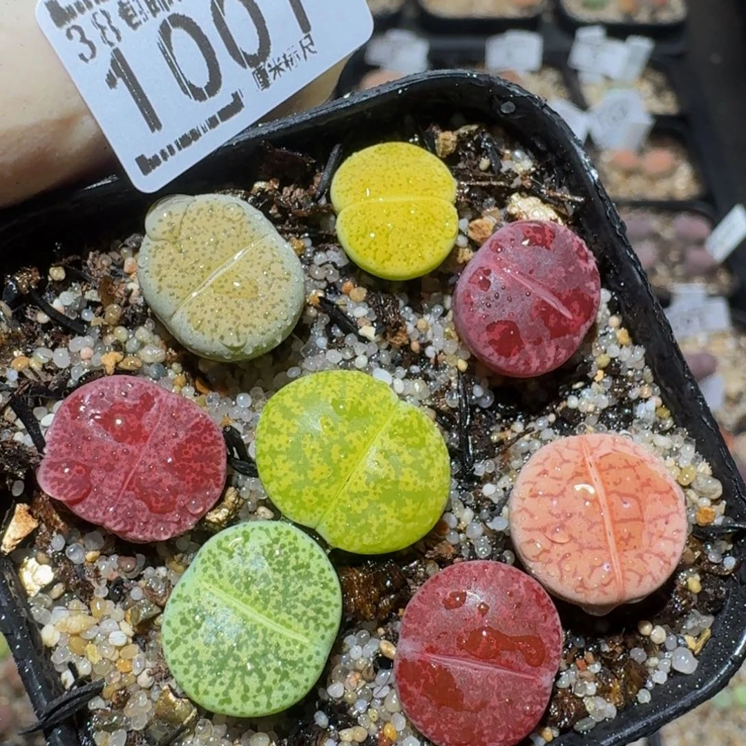 zzzzz生石花肉锥1001