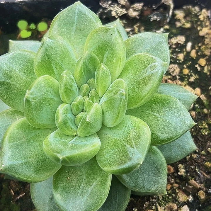 1颗美人系列多肉植物