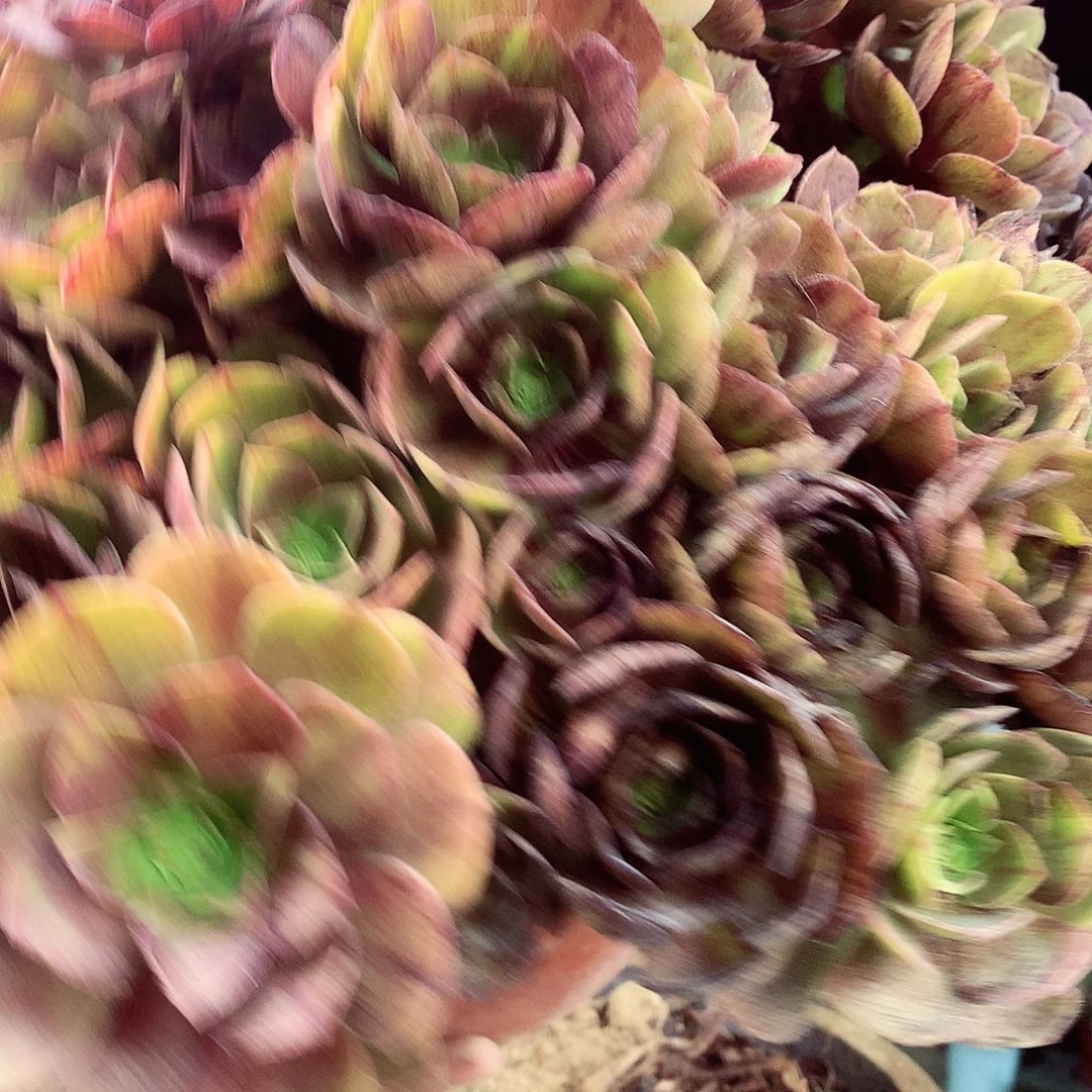 柒哥多肉法师不包侧断枝72