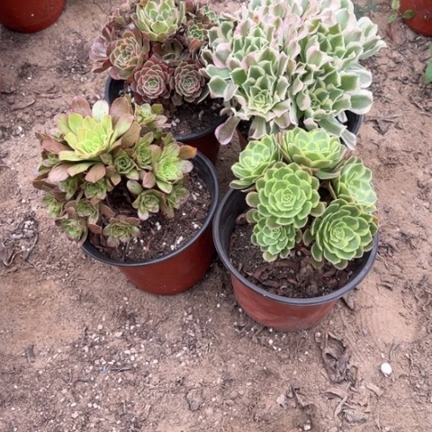 587多肉植物组合，