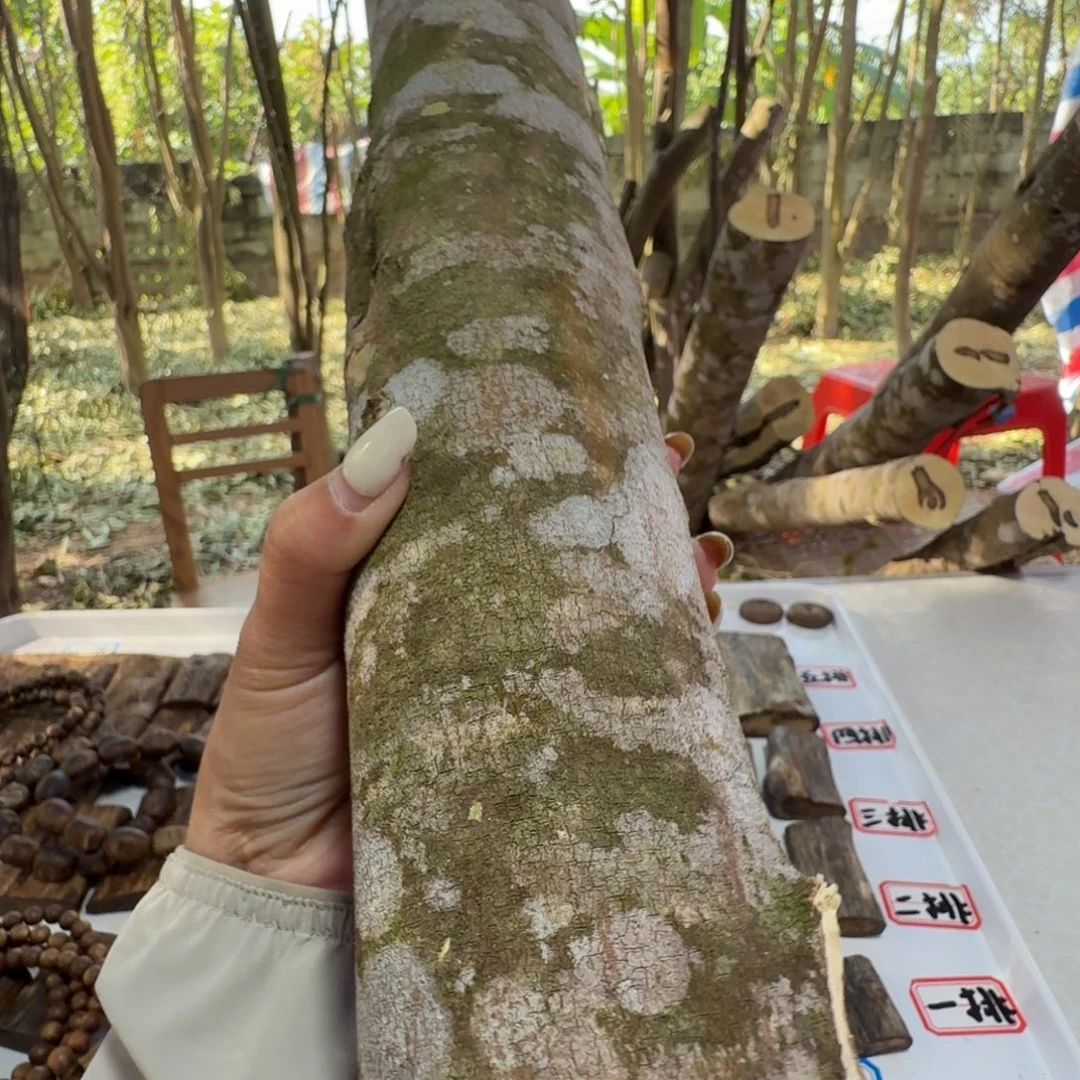 九***线香奇楠沉香原木