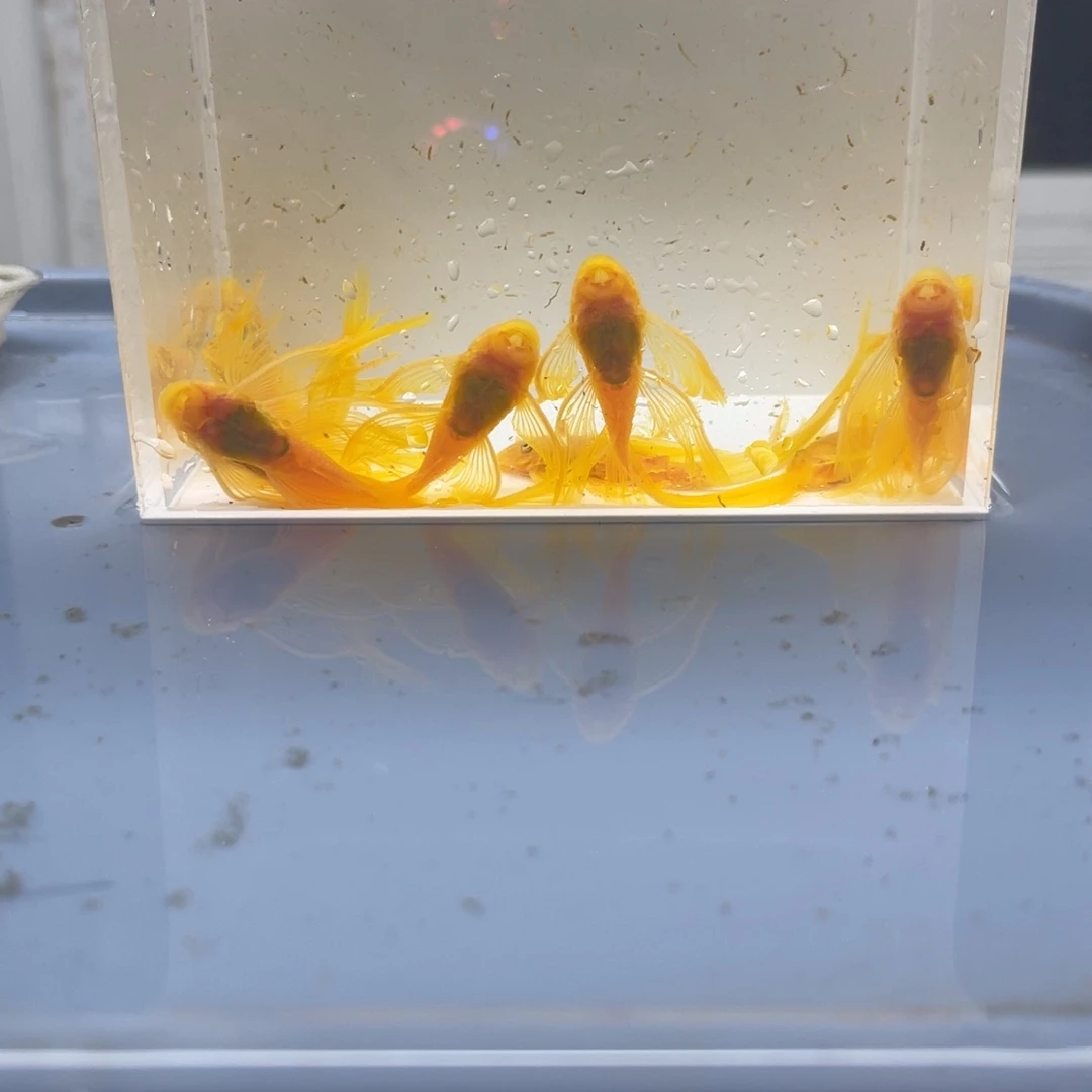 清道夫鱼大号帆10条开箱视频报损