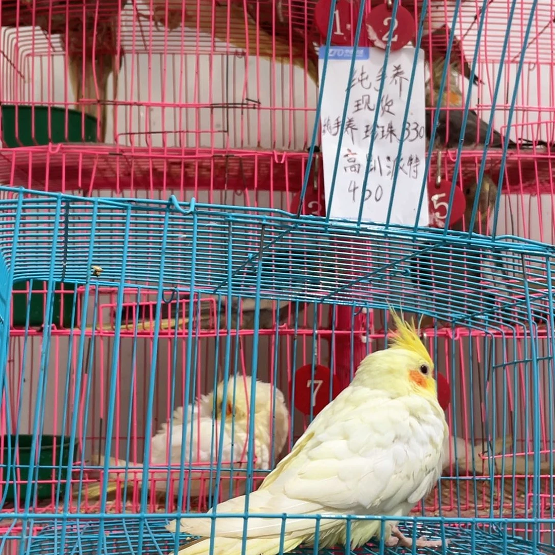 玄凤鹦鹉/鸡尾鹦鹉