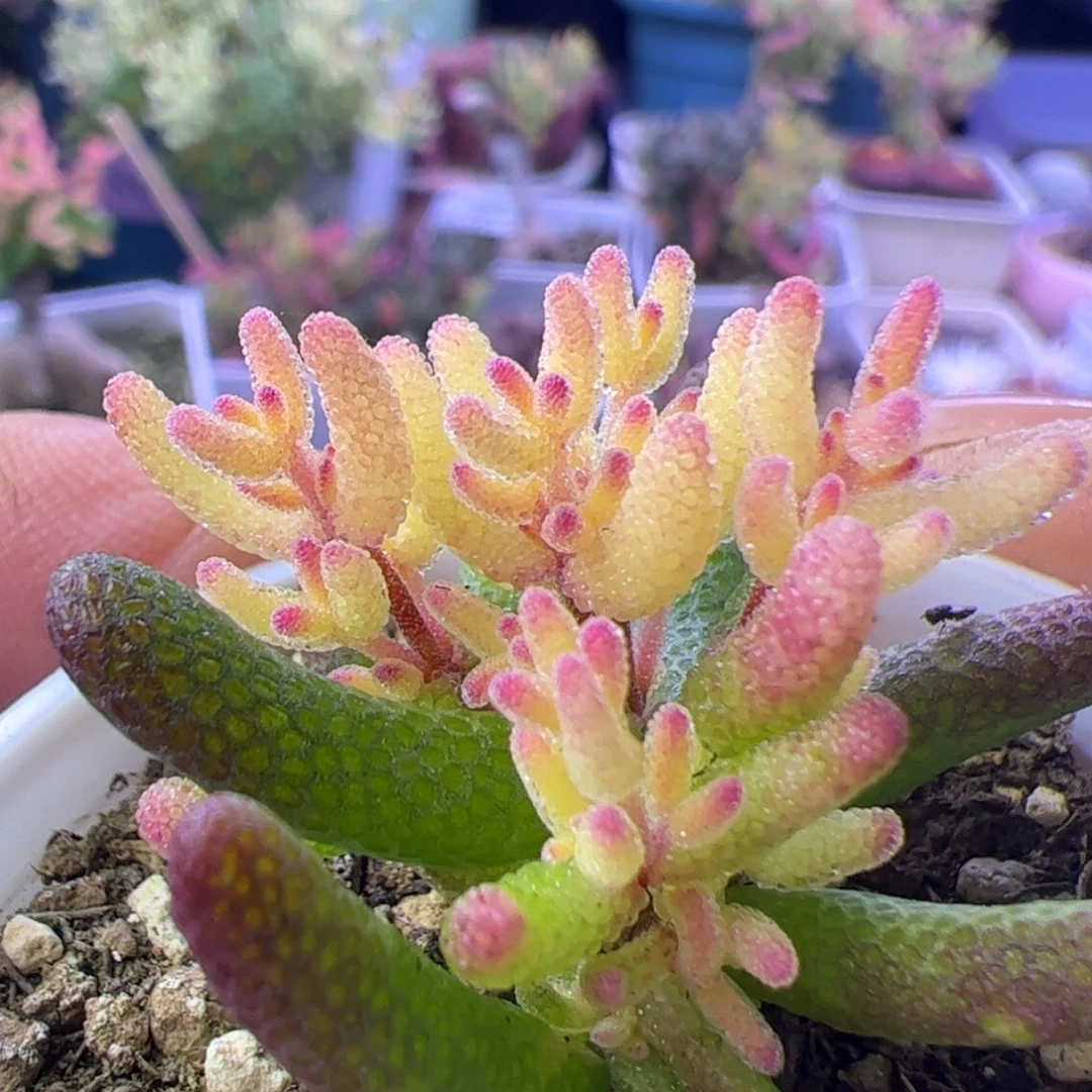 多肉植物枝干真飞机猪