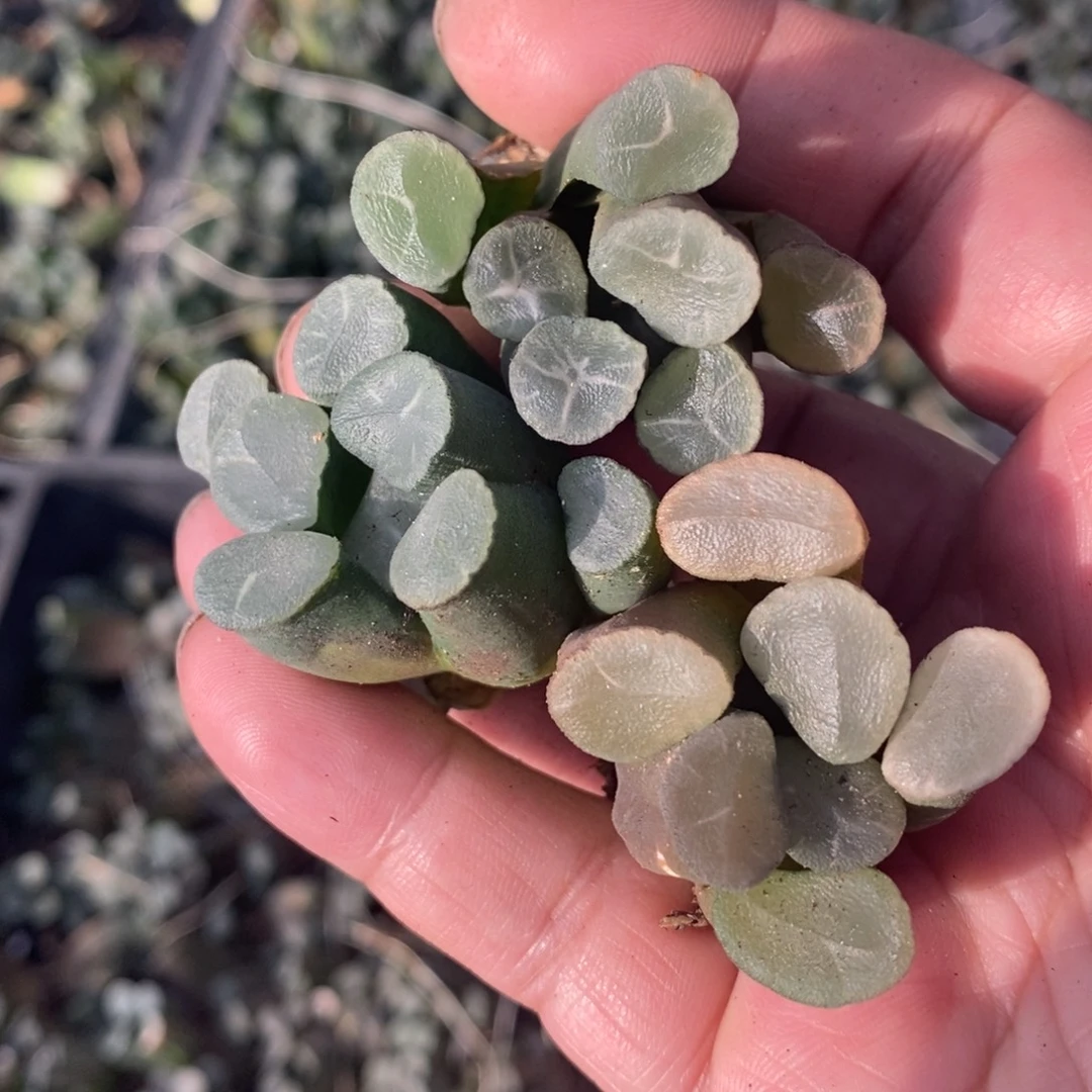 2917 一颗实生大糯窗万象 挑大的发货