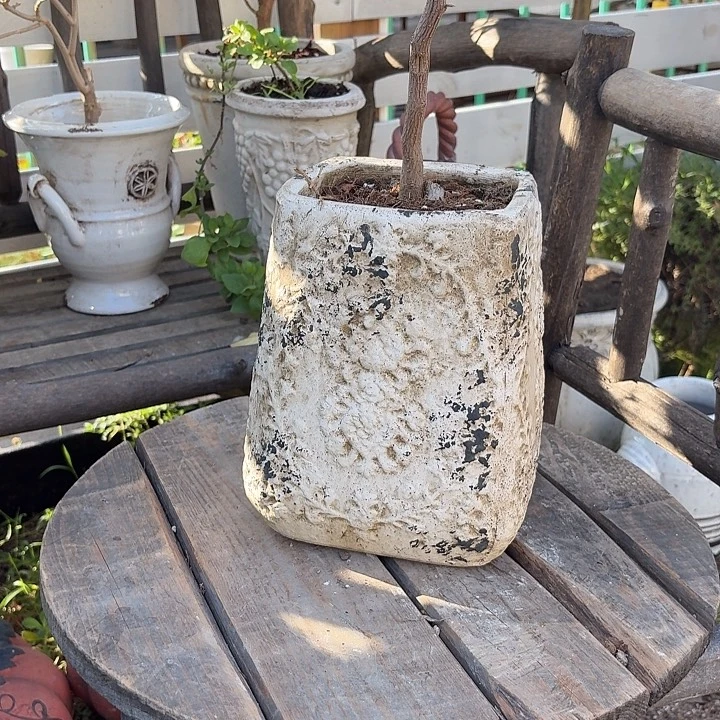 许纯的花房 蕾丝方盆