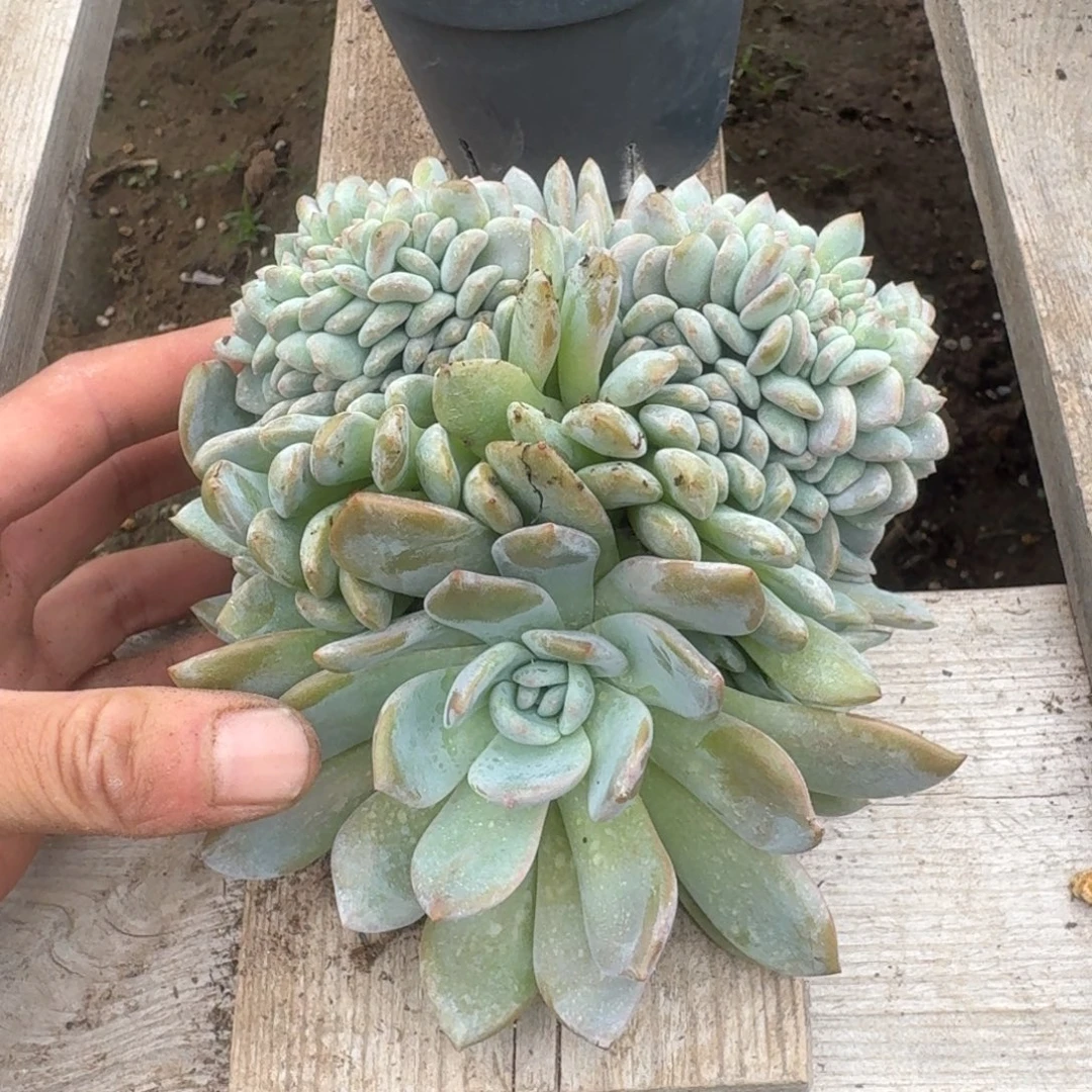 星影树缀无砍多肉