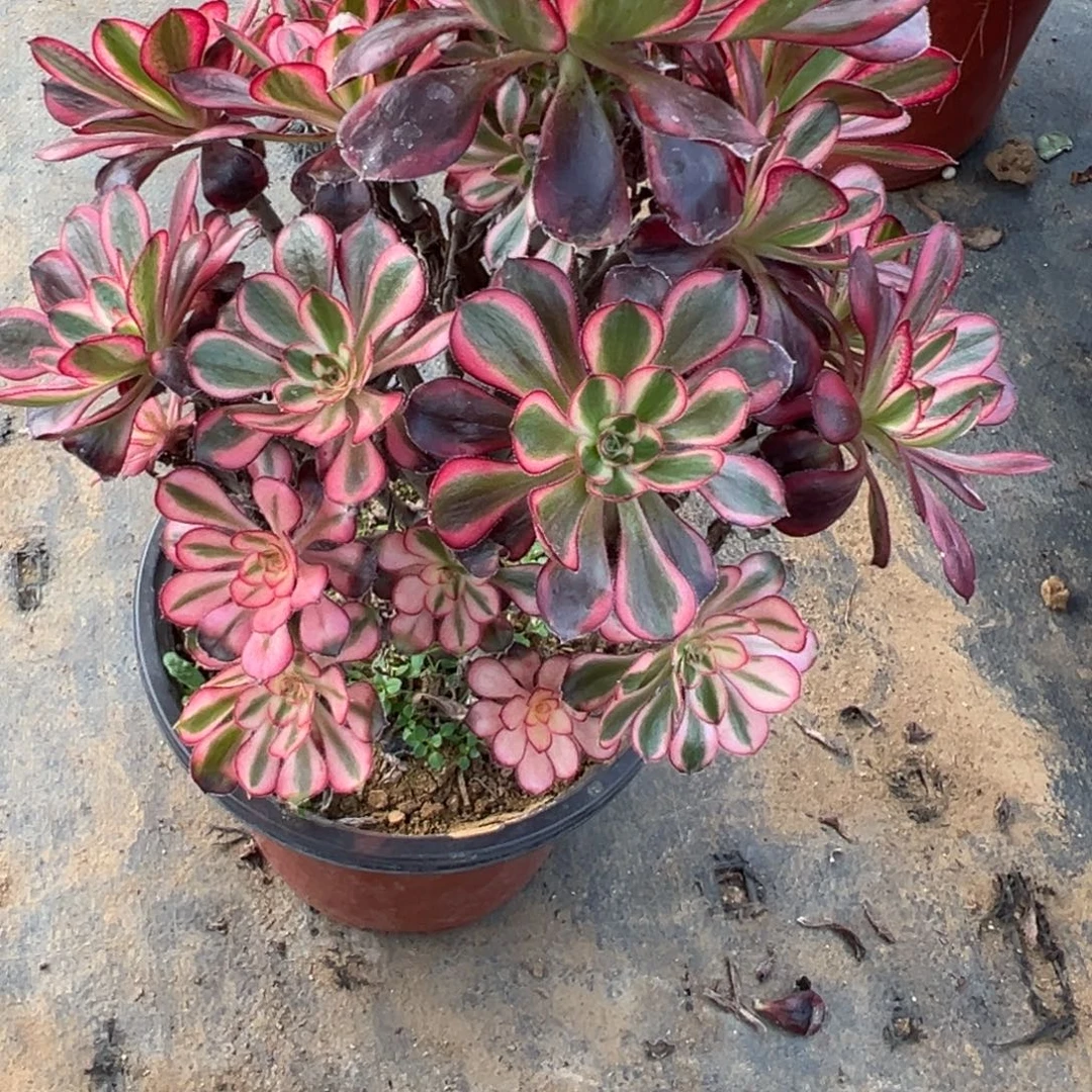 ****人12.31-57香奶奶多肉