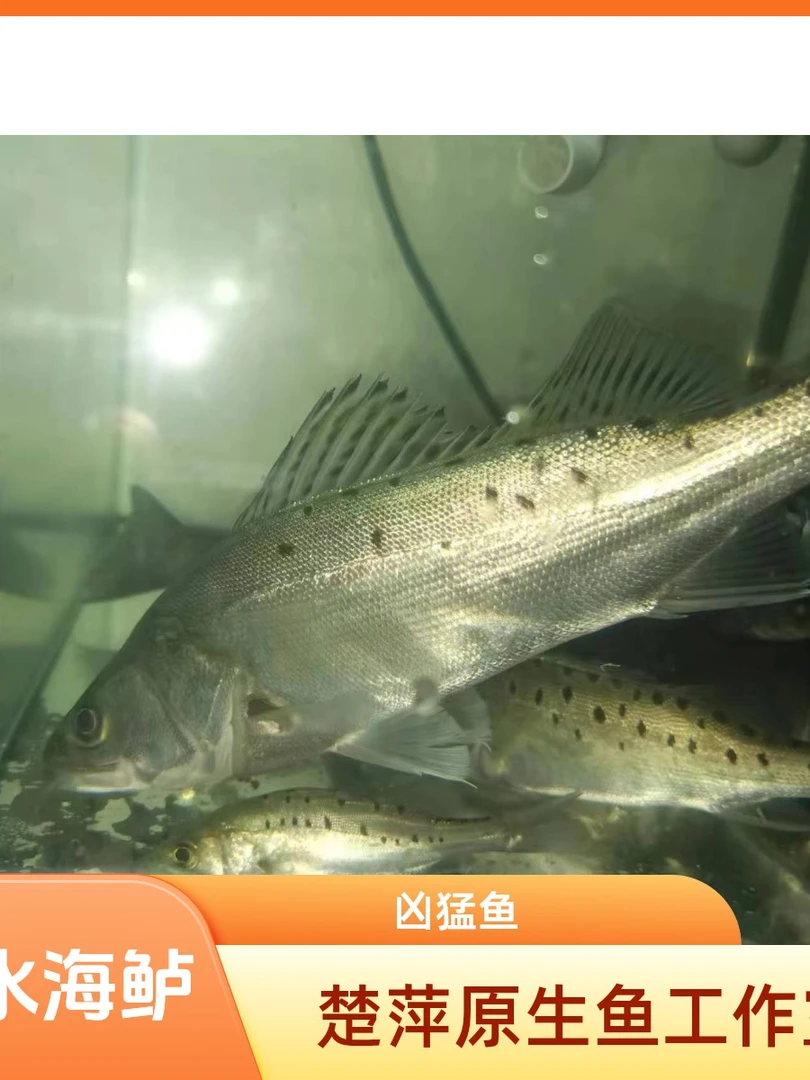 顺丰快递淡水海鲈观赏鱼凶猛鱼鲈鱼野钓海鲈顺丰快递