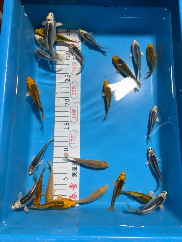 锦鲤 金松 银松 8cm左右 二选留养