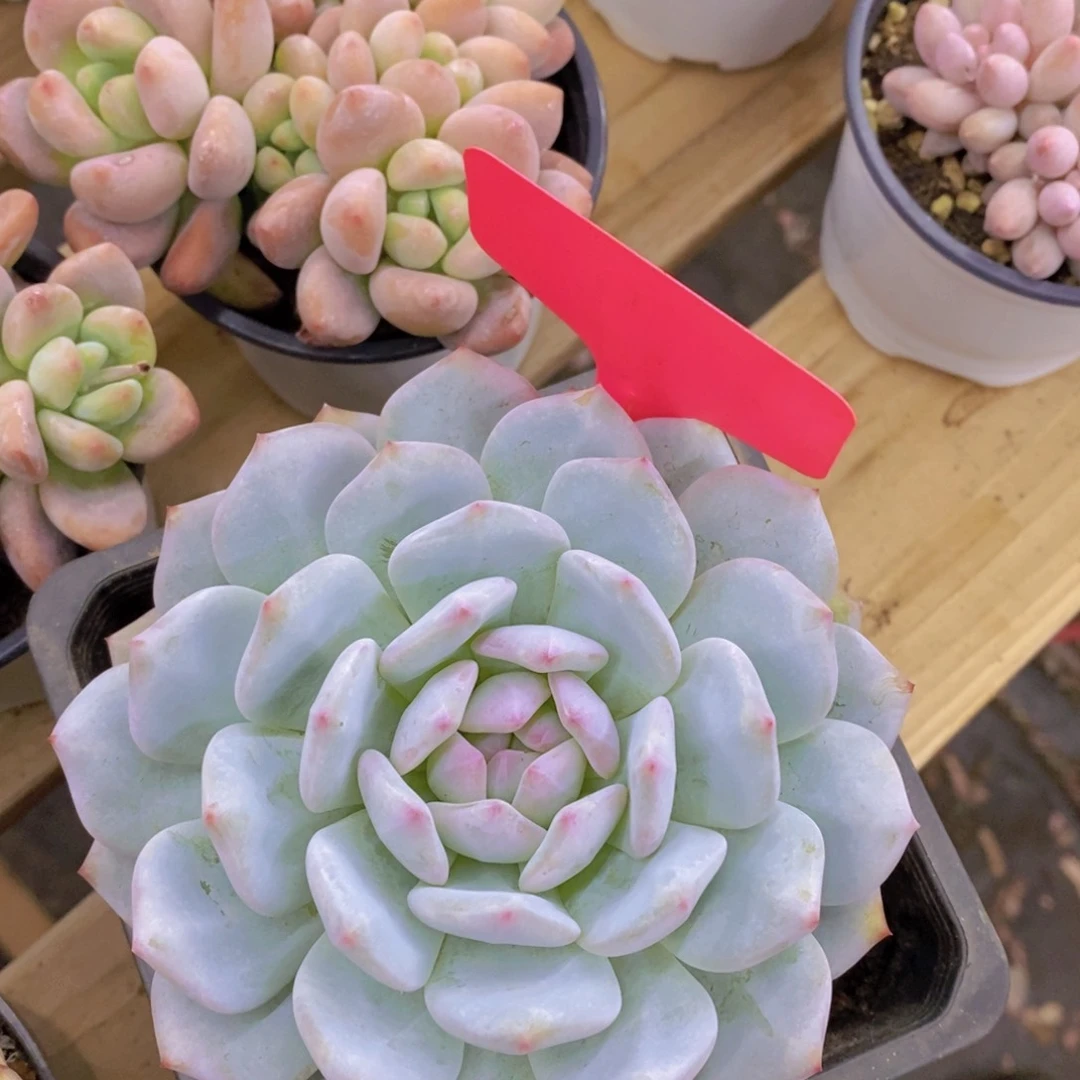 开心多肉，一物一拍，倒计时3天