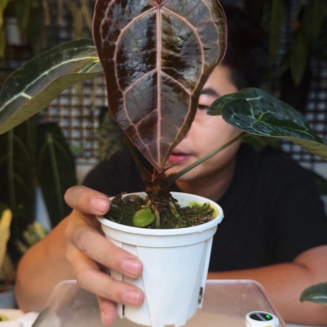 完全开放B95红水晶杂黑水晶