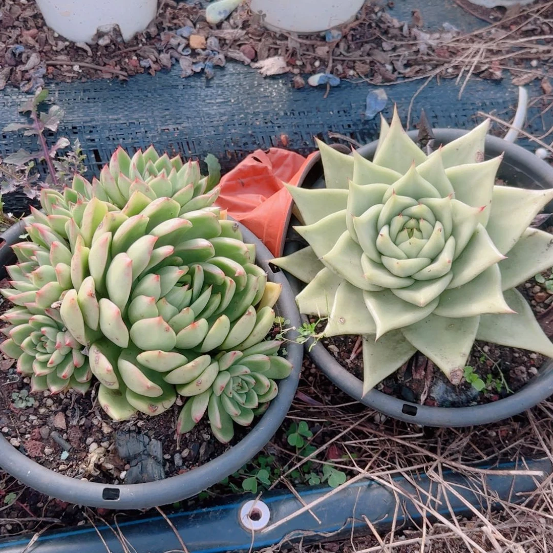 你的心也太痛哦啊呜呜好难过