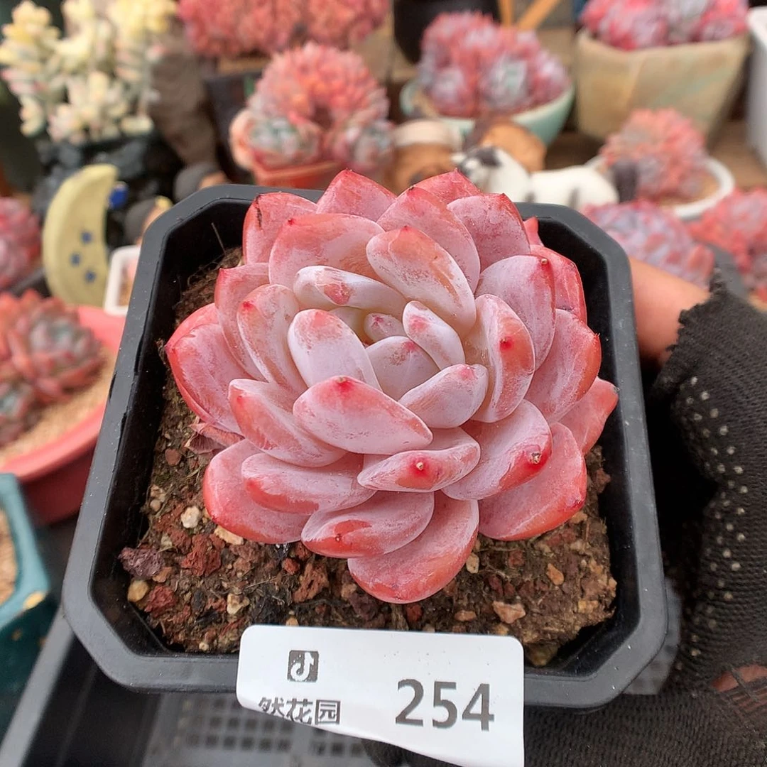 254胭脂橙多肉植物6666