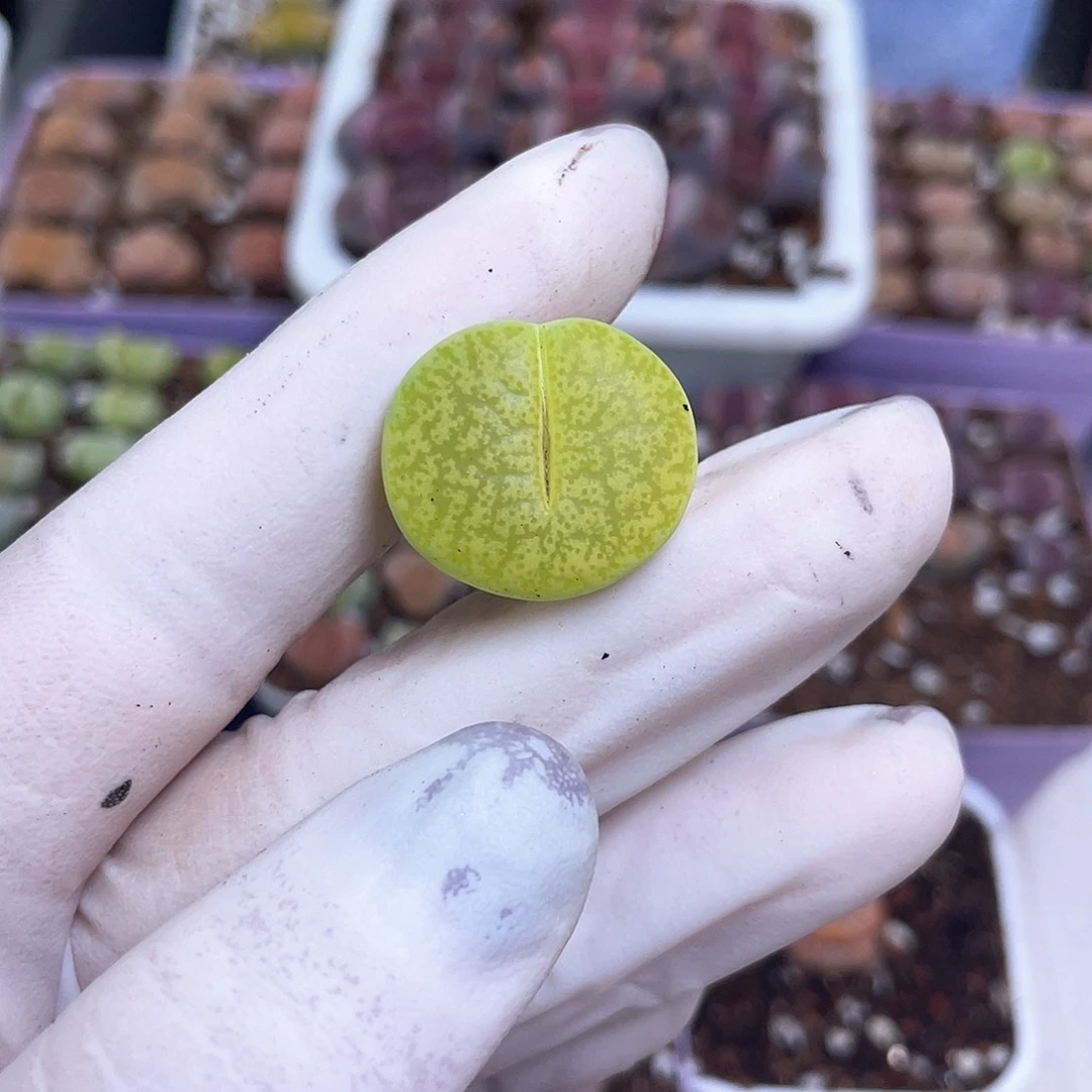 414号 赤豆…………………………