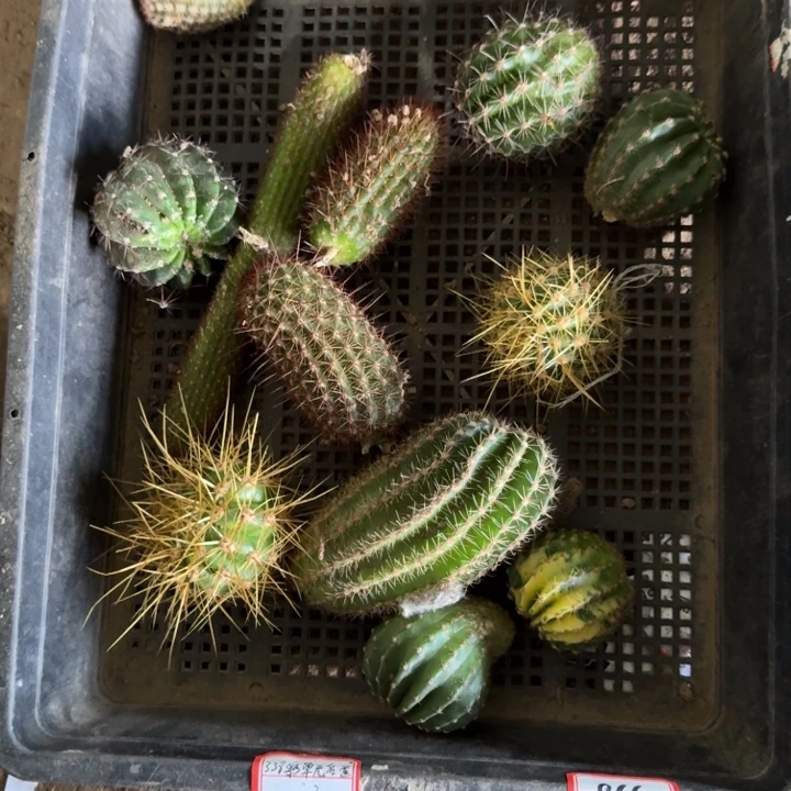 329筐拍售后无根侧牙斑