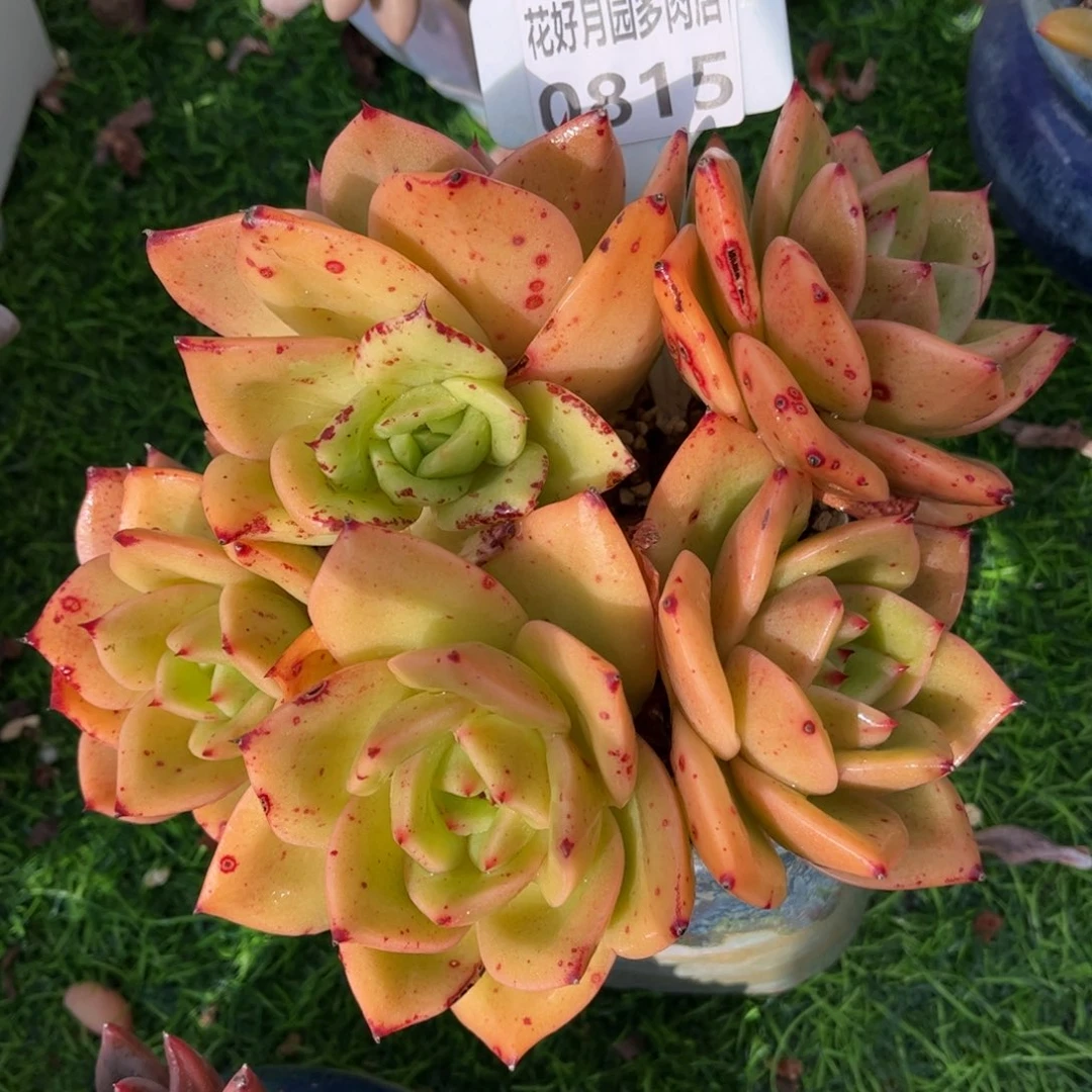 多肉植物0815 满30包邮