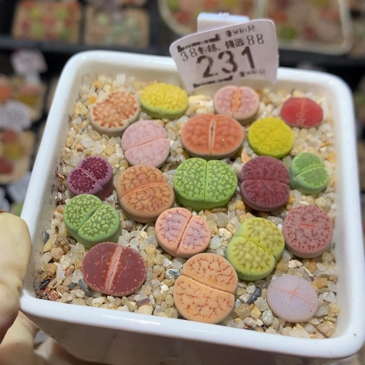 Sss精品生石花231服