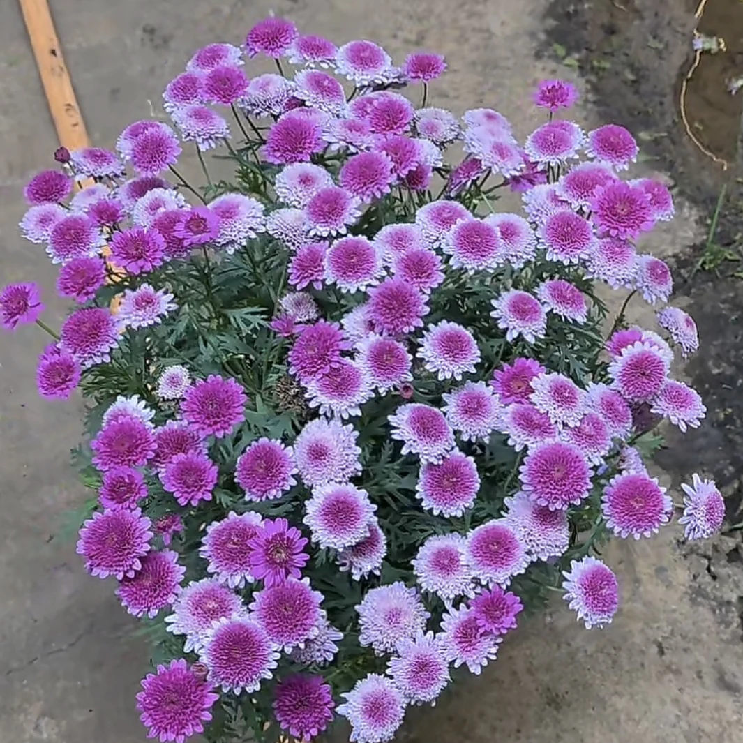 重瓣玫红玛格丽特盆栽多年生易爆花发货快新手易养护