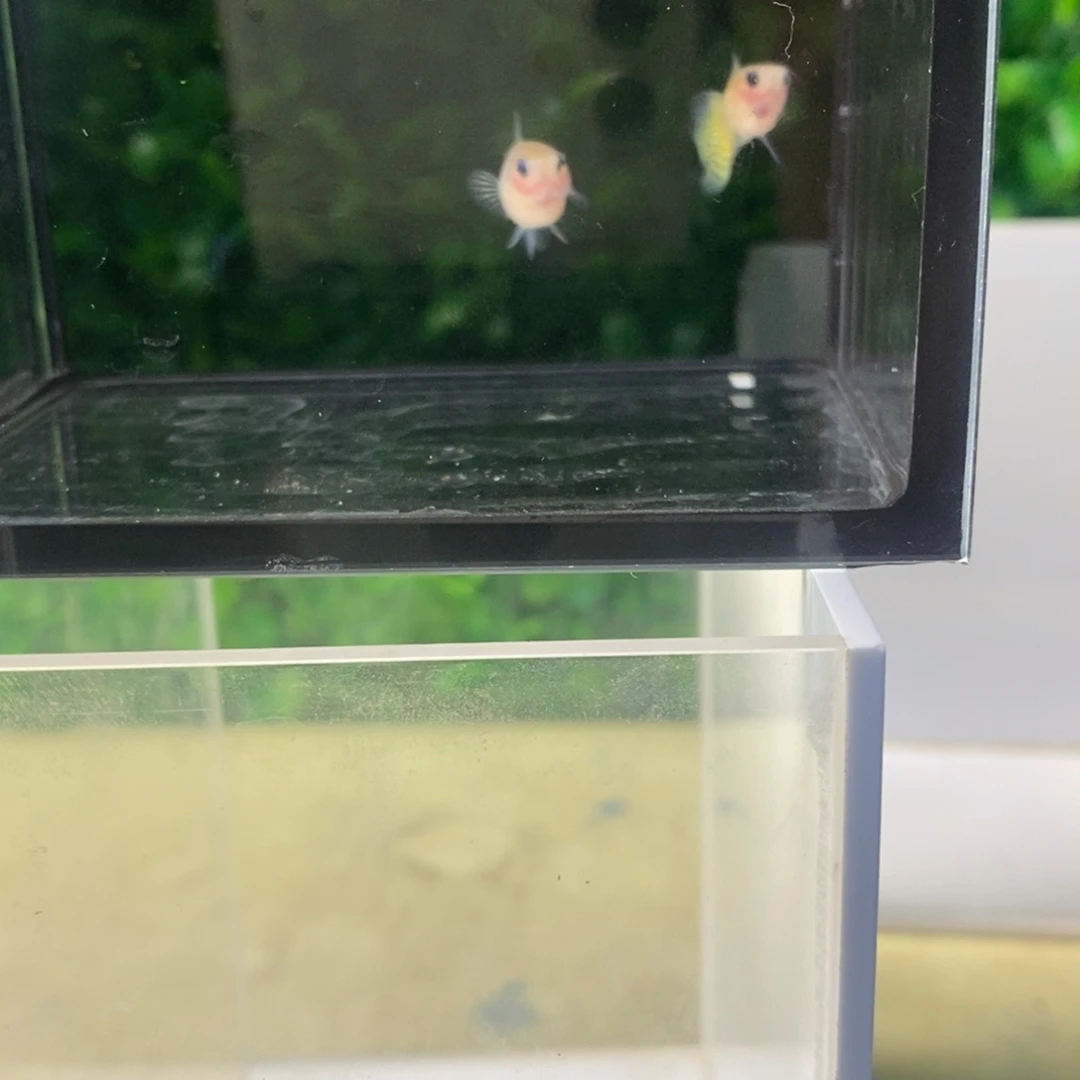 孔雀鱼蕾丝玻璃猫一对