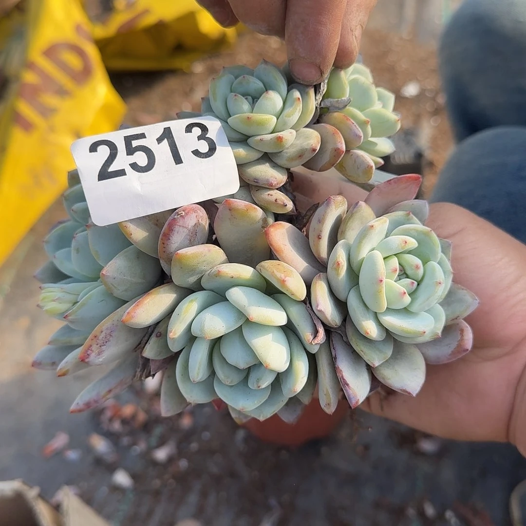 牙*12336666666666666