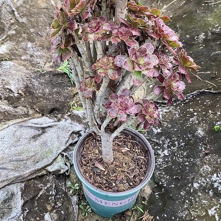 黑法30多肉植物法师法师法师