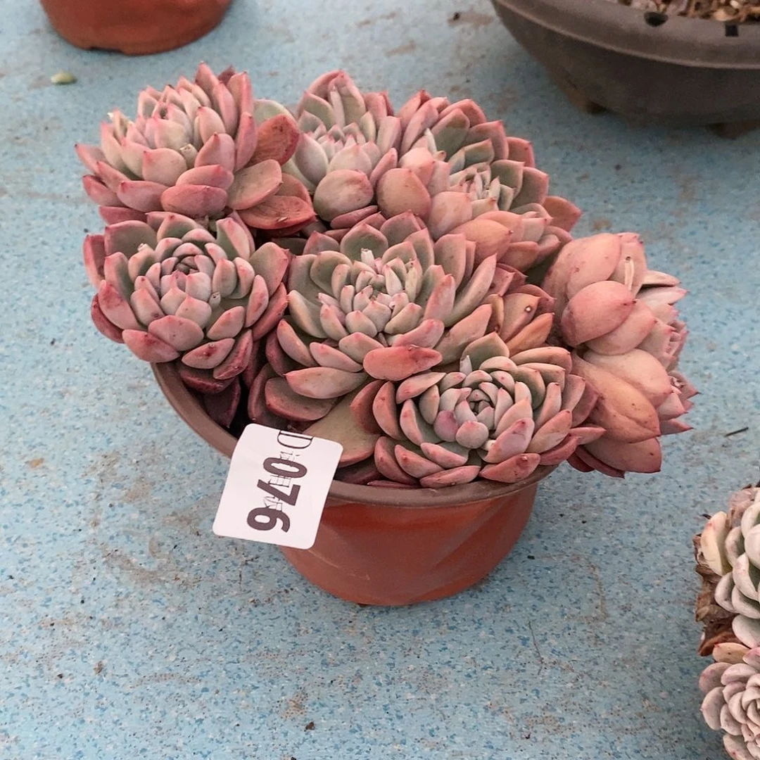 爱**人076霜花多肉植物