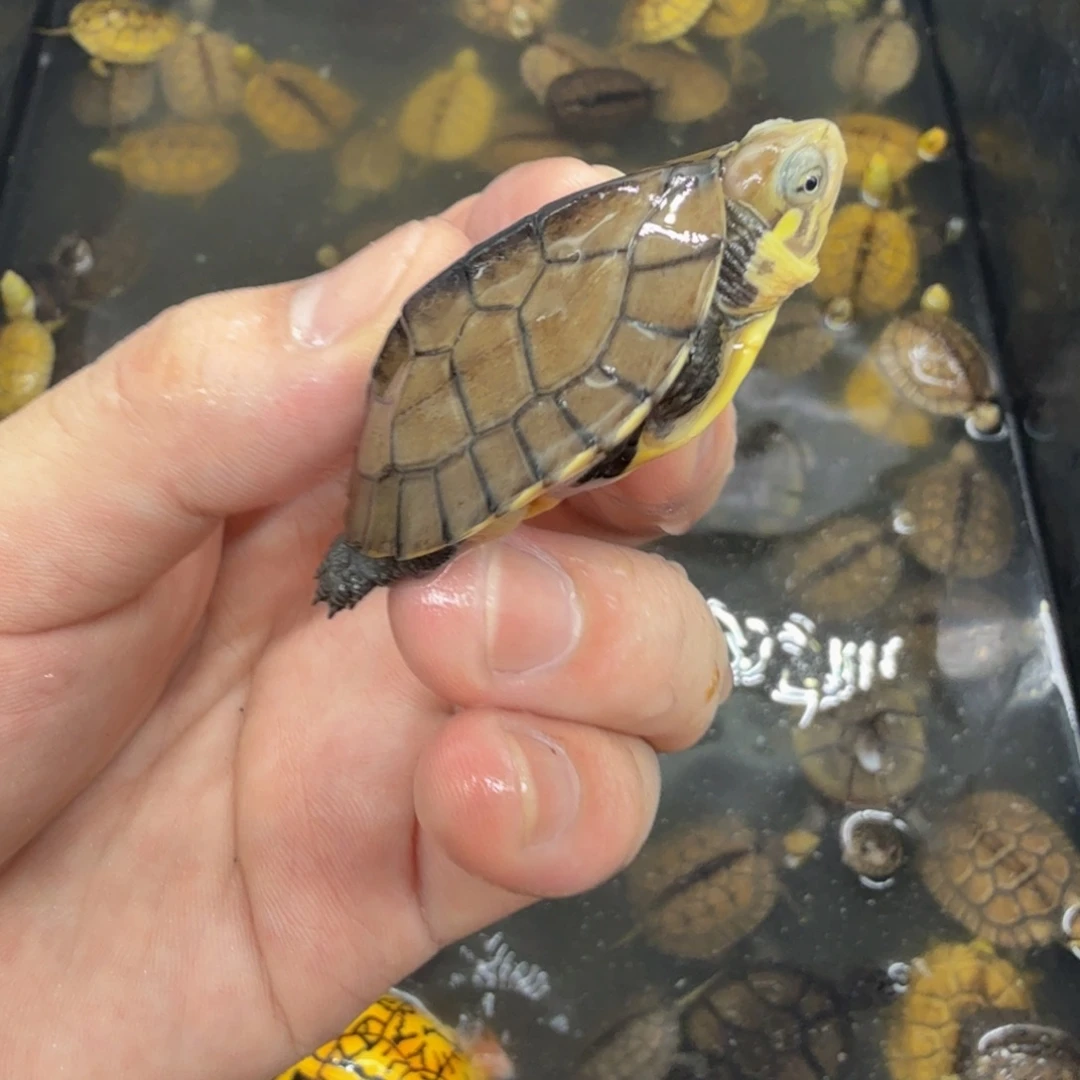 不分公母宠物龟南石