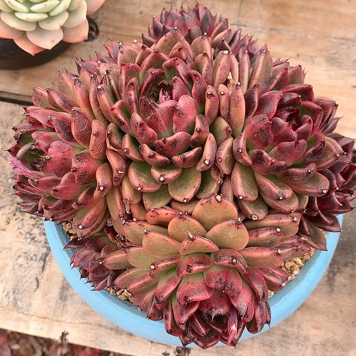 k*r多肉植物一物一拍