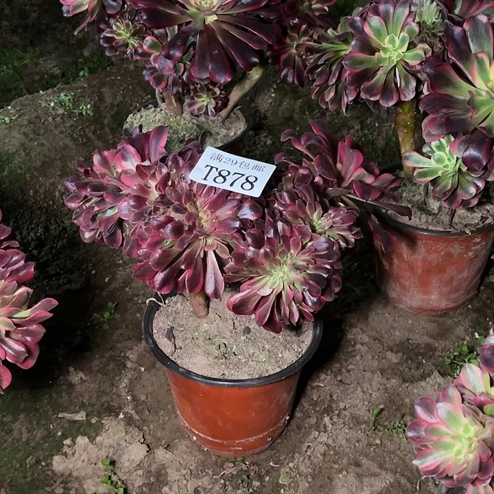 878美杜莎缀  多肉植物