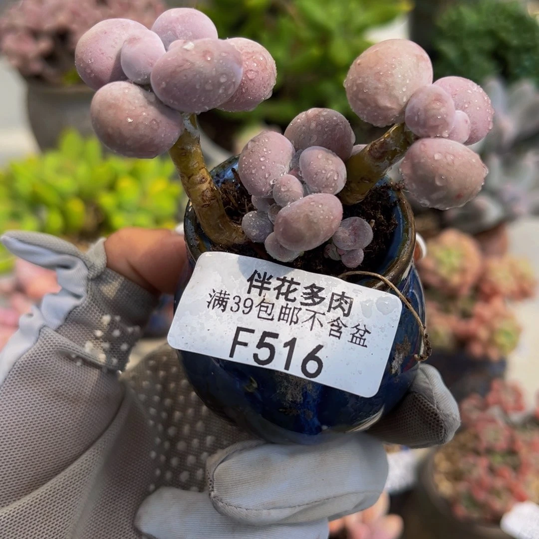 516-橙奶多肉5cm多肉