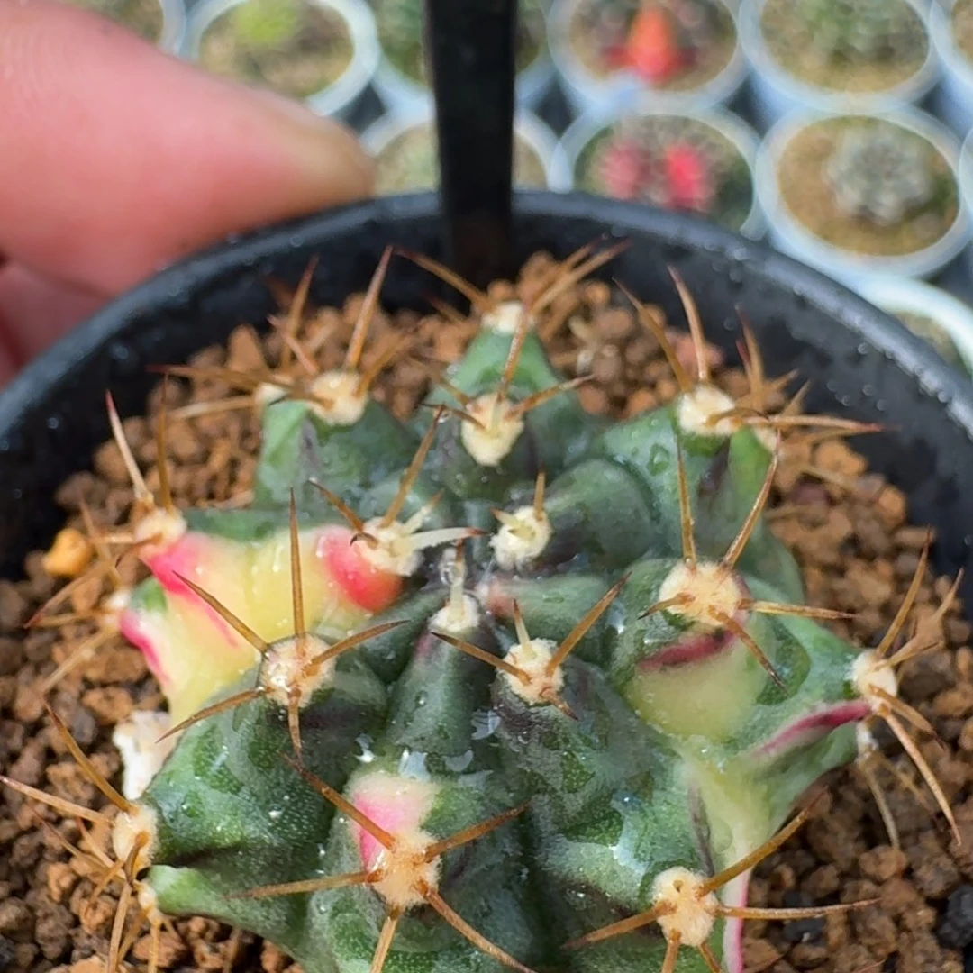 米哈诺维奇仙人球33