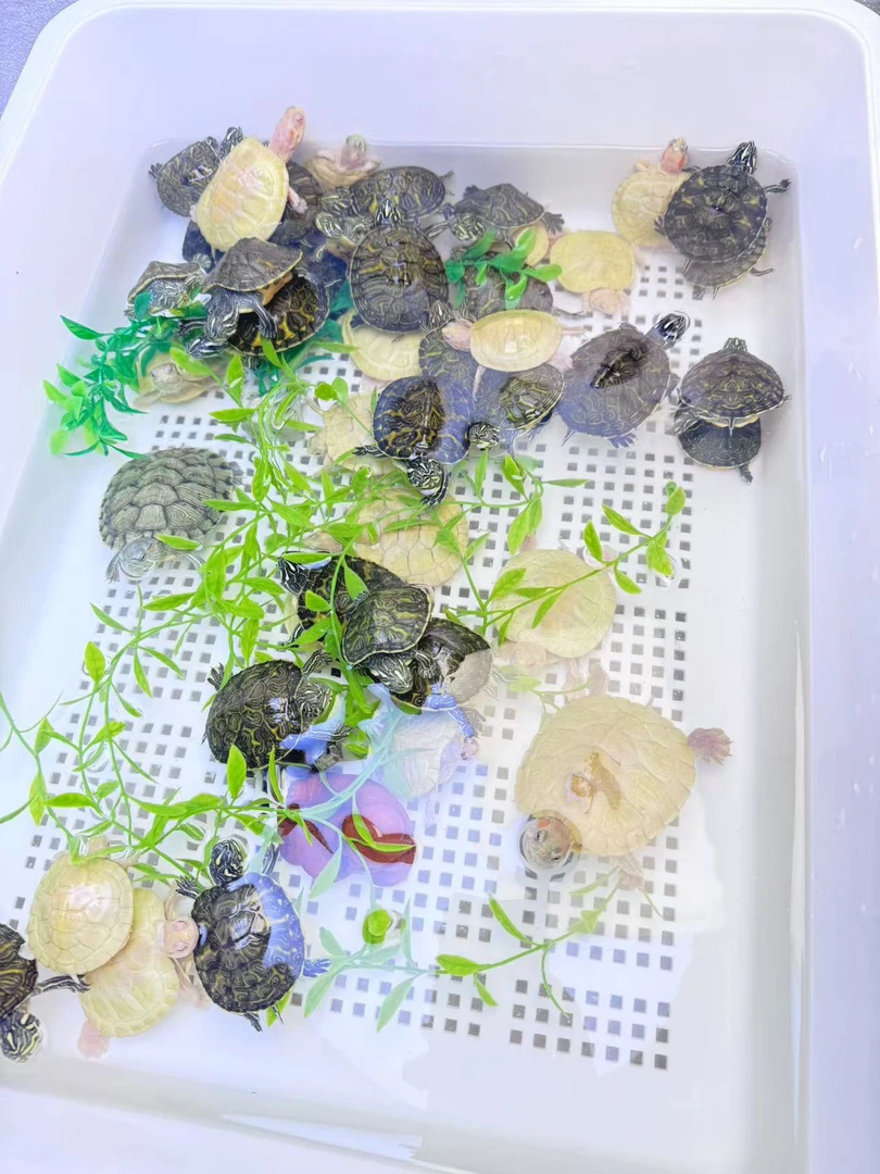 仅直播间卖货链接 人工观赏龟苗室内饲养活体 非直接间挑选请勿拍