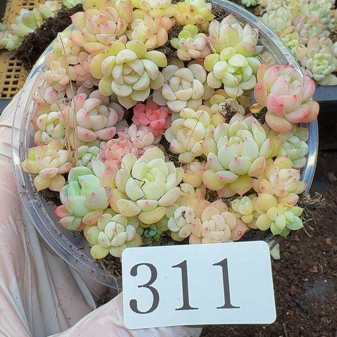 多肉植物多肉植物311