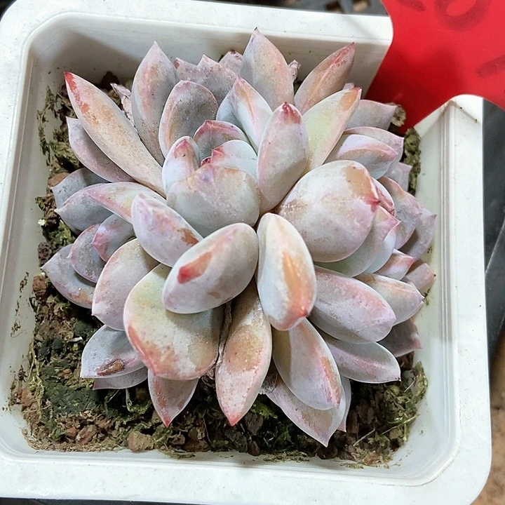 多肉植物石榴籽朵朵2015