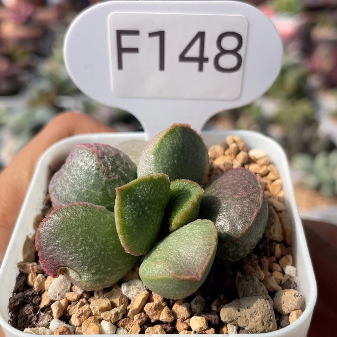 小*子   粉姬。 F148。