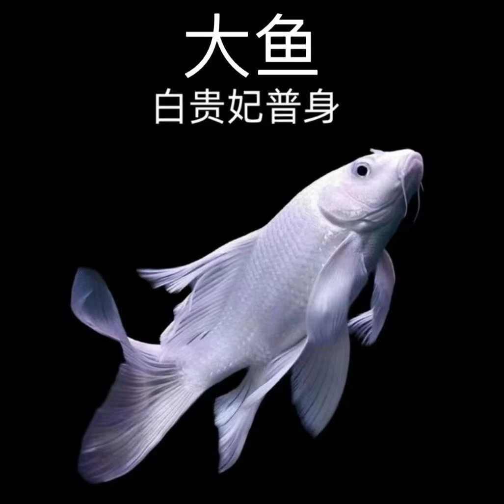 台湾狮子头蝴蝶鲤纯种石膏白普身球体耐寒冷水观赏鱼淡水
