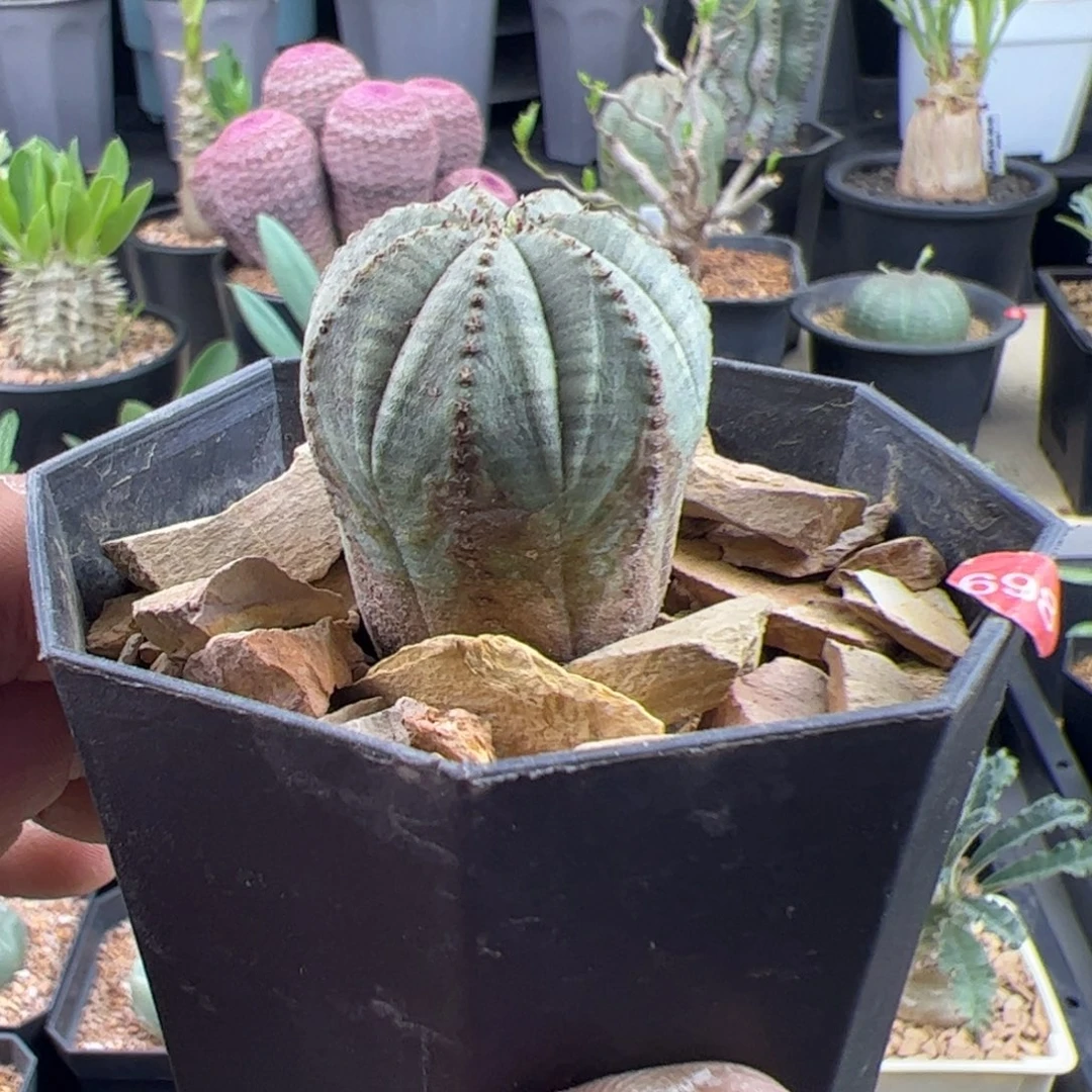 锈斑布纹球3一物一拍带盆发