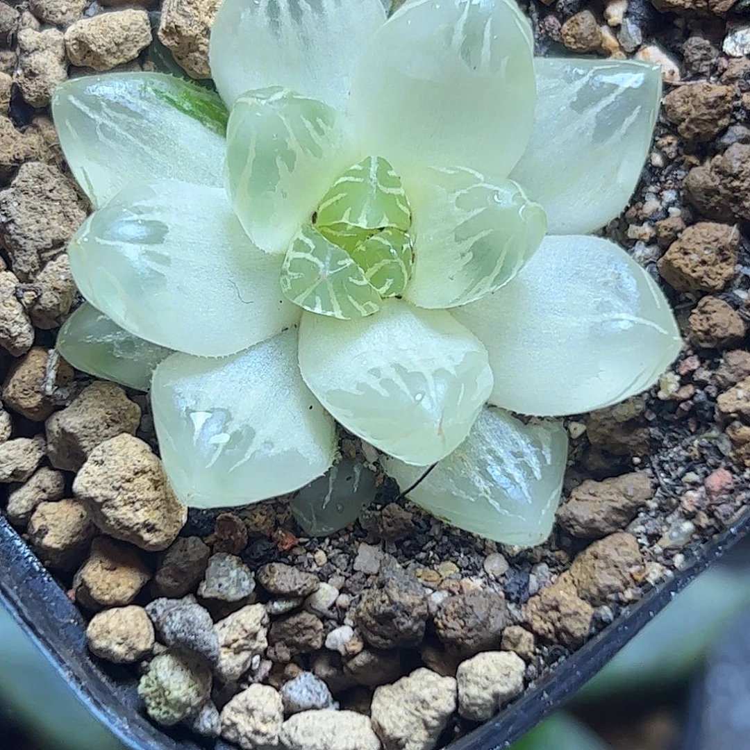 花火糊斑十二卷十二卷