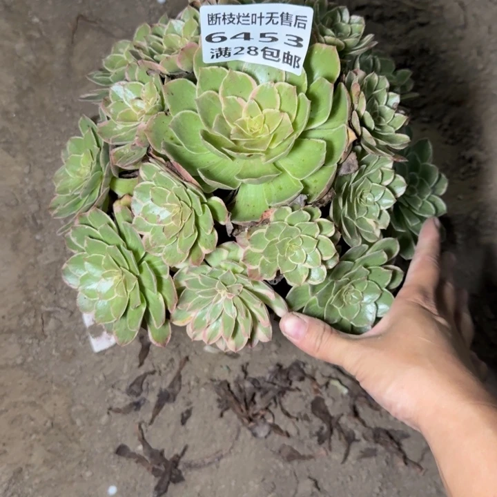 6453二号棚莲花座J
