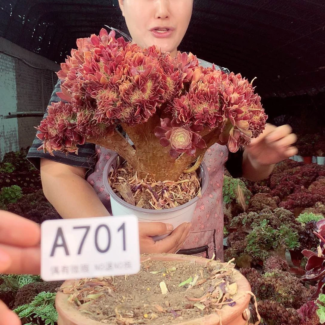 无花朵柒哥多肉法师不包侧断枝701