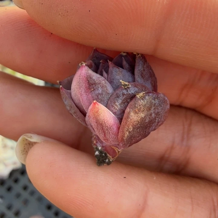 紫水晶锦少锦无根