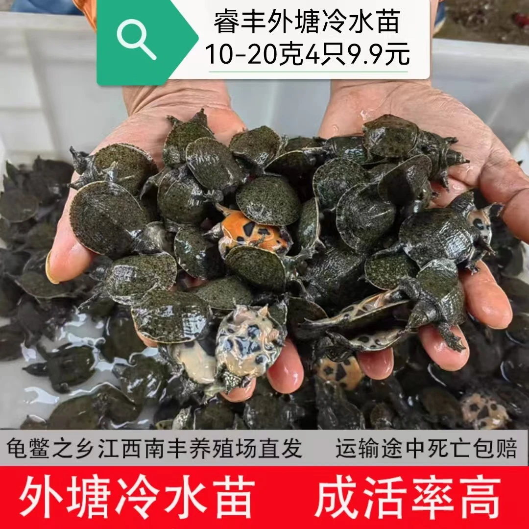 【2025新苗】鱼塘水库稻田甲鱼水鱼团鱼生态养殖品种