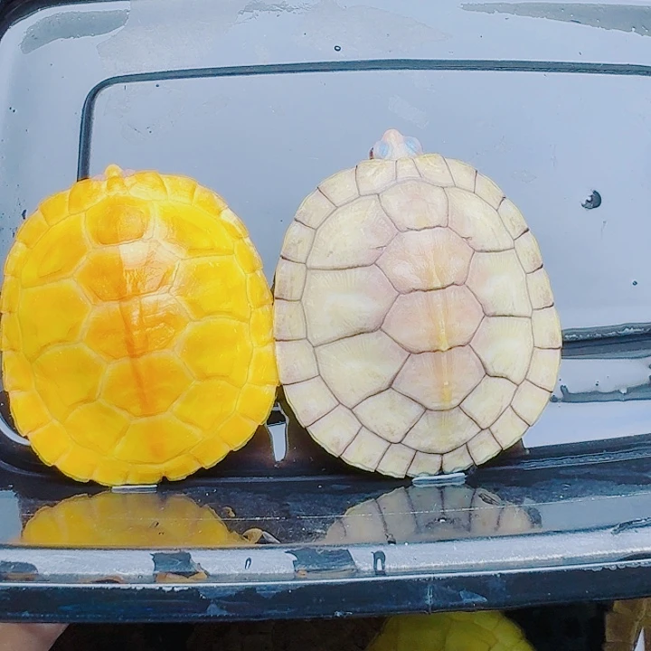 ****嘛绿毛龟母222222222222