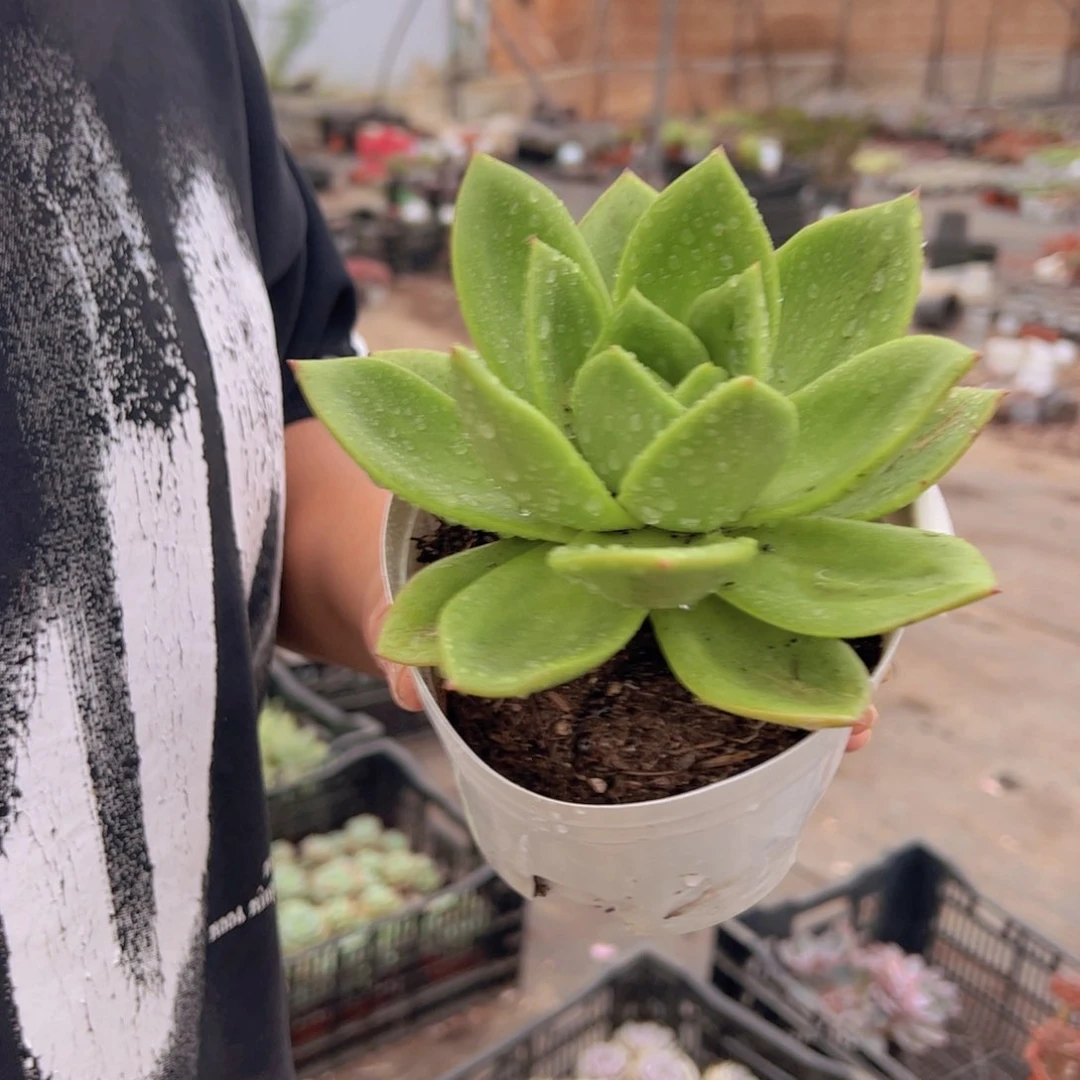 翠花大单头老桩多肉