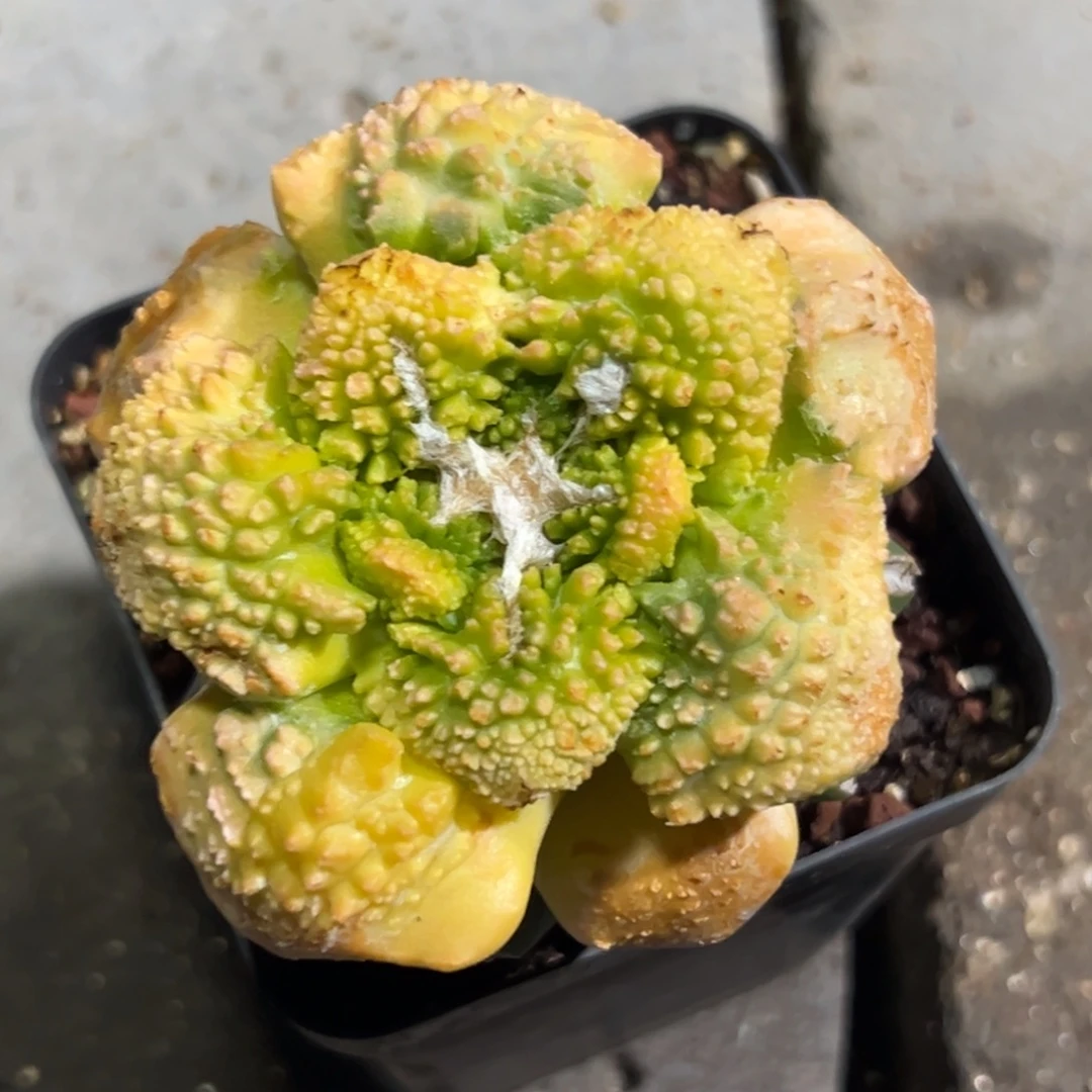 155 仙人球的比赛将于