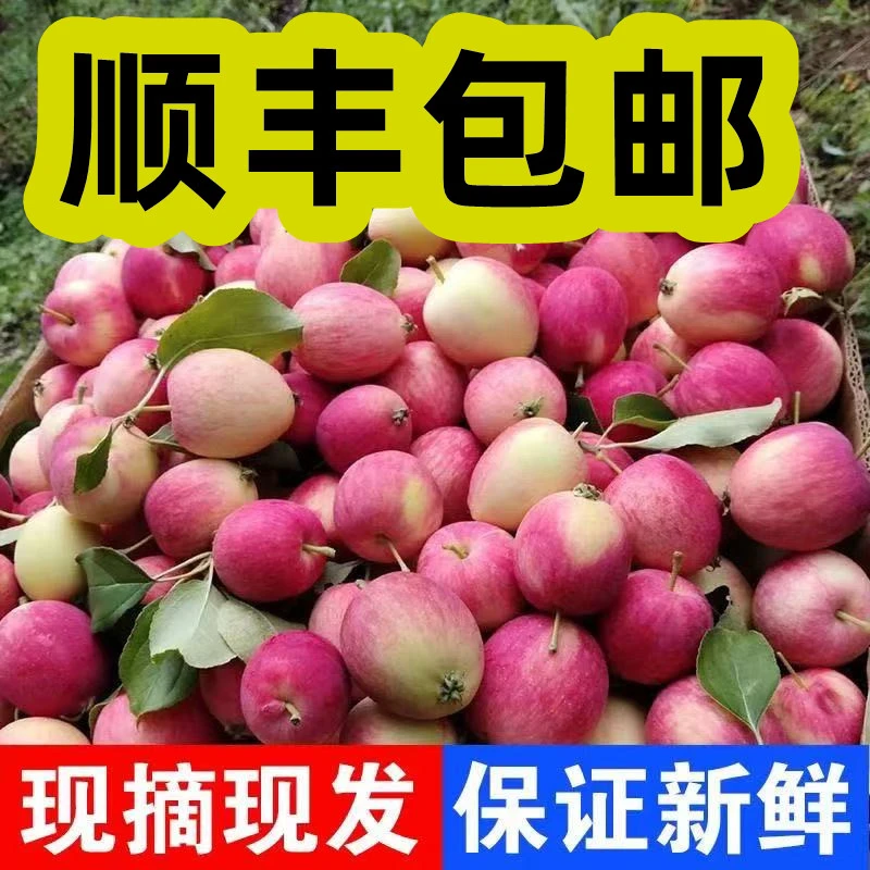 【顺丰包邮】正宗东北K9沙果当季酸甜新鲜小苹果孕妇水果现摘现发