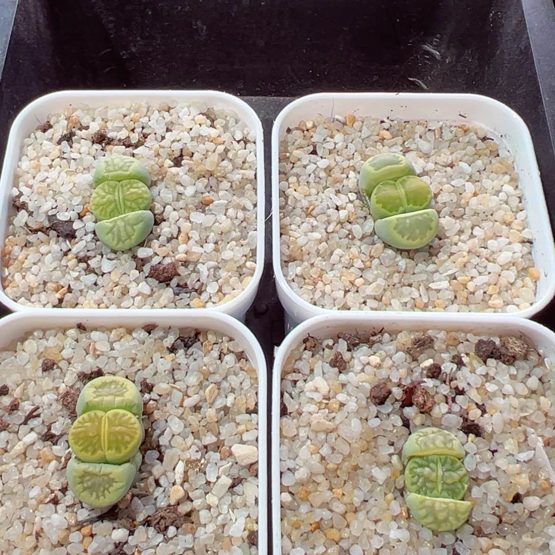 小*乖0204-144.我是真的