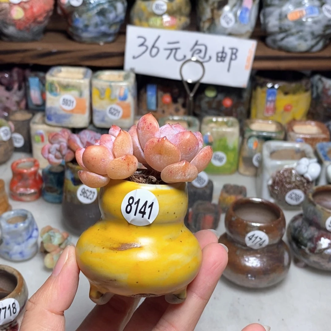 拍5送一个小礼物，不含多肉