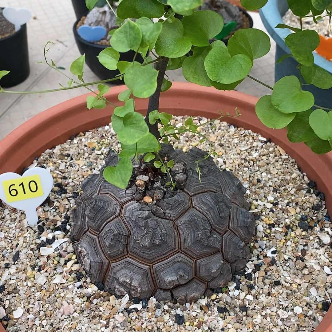 南非龟甲龙龟甲龙